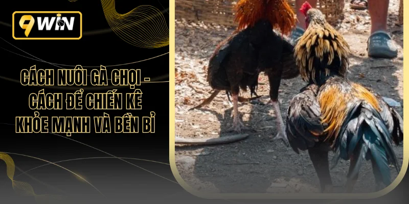 Cách Nuôi Gà Chọi - Cách Để Chiến Kê Khỏe Mạnh Và Bền Bỉ