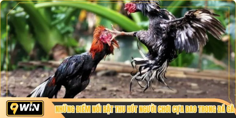 Những điểm nổi bật thu hút người chơi cựa dao trong đá gà 