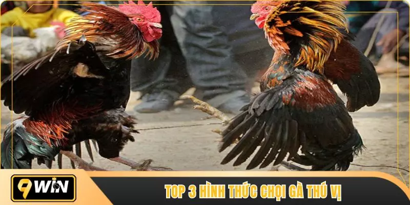 Top 3 hình thức chọi gà thú vị